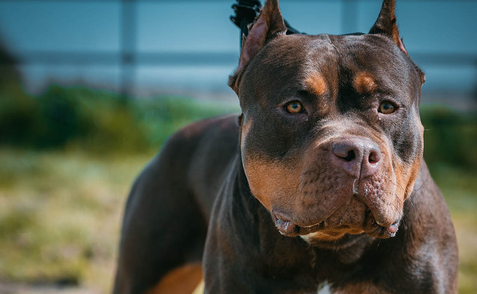 American XL bully dogs to join banned breeds list from December 31,  government confirms