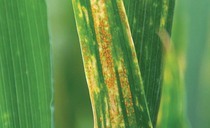 Growers are advised to manage disease risk to protect good yield potential