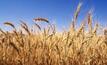  AEGIC has recommended wheat grain classification to be more flexible for future market needs.