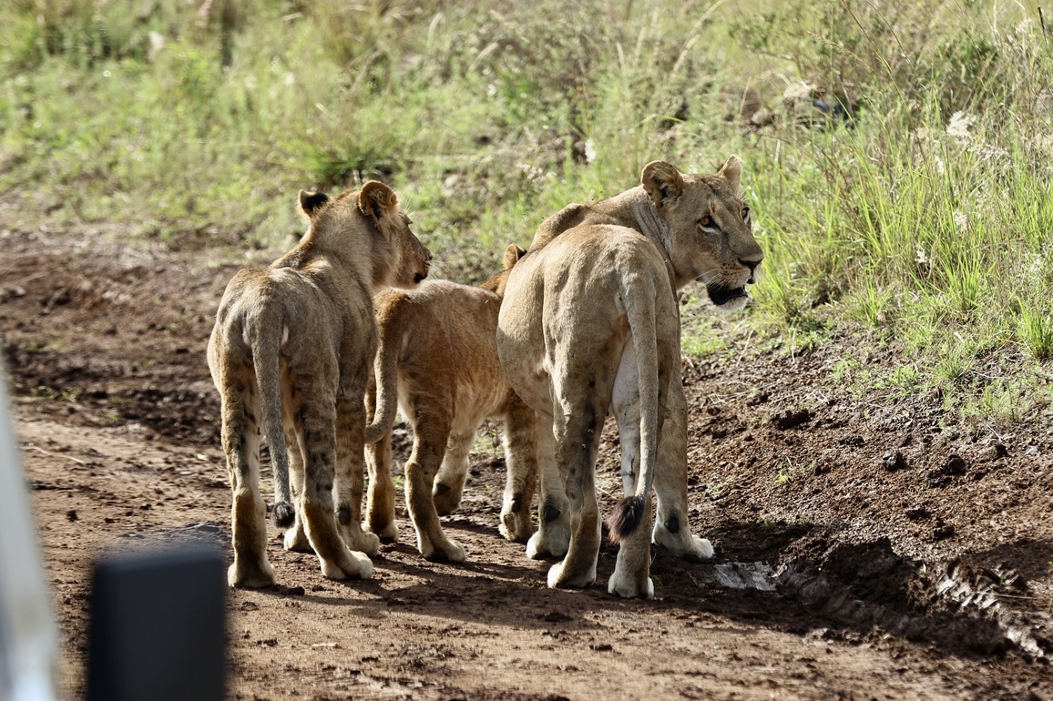KENYA-NAIROBI NATIONAL PARK-ANIMALS