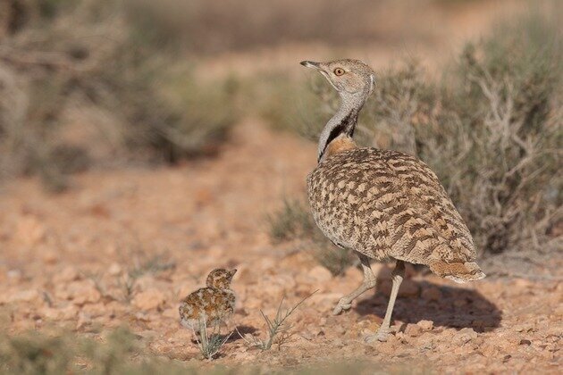 IFHC launches Houbara Breeders Support Initiative at ADIHEX 2026
