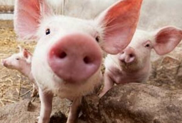 African Swine Fever detected in the North West