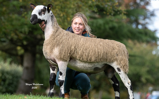 Bluefaced Leicester record smashed at Carlisle