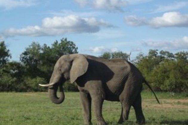 Elephant hunts start in Botswana with cautious pricing approach