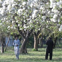 PAKISTAN-ISLAMABAD-SPRING-BLOSSOM