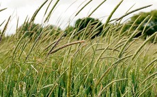 How to control resistant black-grass