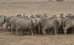 Sheep industry announces disease risk tool