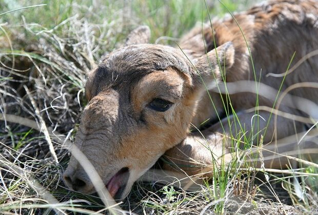 Kazakhstan&#039;s rare antelope makes baby steps toward revival