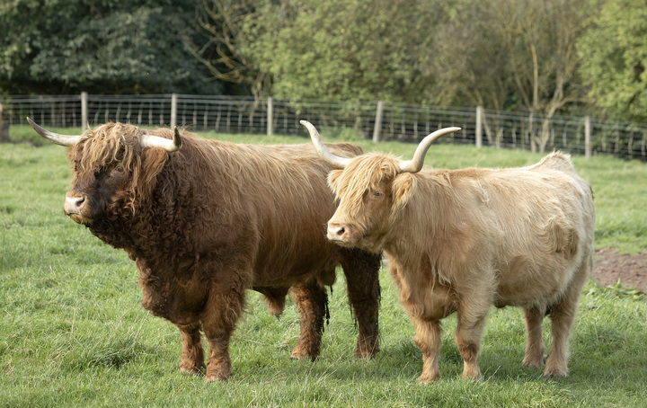 Highland Cows at Jacksons at jedburgh — Jacksons at Jedburgh