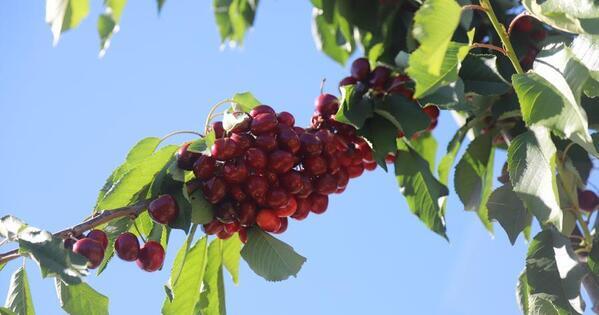 Closer China-Latin America economic, trade cooperation benefits both