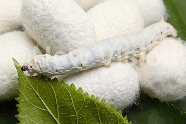 ilkworm with fullmade cocoons which are used to make silk thread