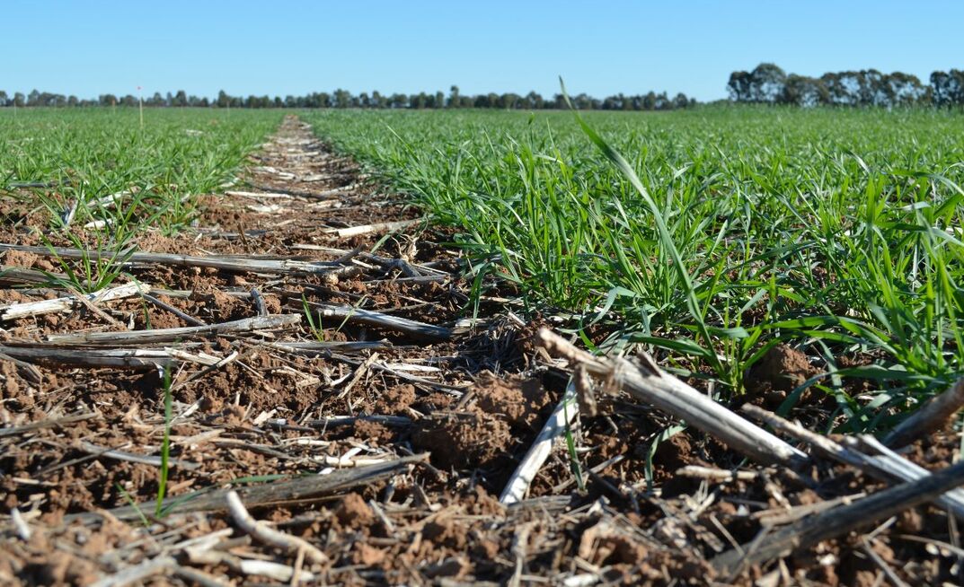 Victrato is a new seed treatment that may help reduce the impact of crown rot in cereals. 