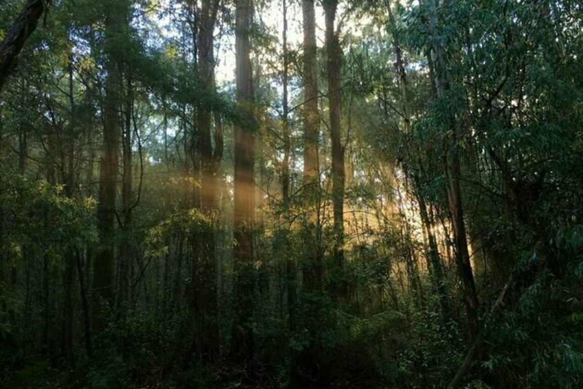 Climate change is driving a silent, sinister change in Australia's mountain ash forests