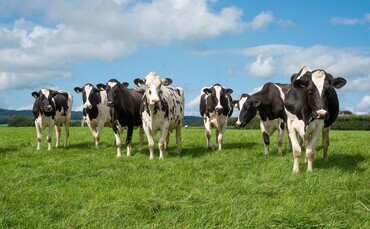 Rising costs, volatile milk prices and tax bills threaten UK dairy profitability