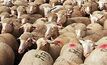 Australian sheep subject of Kuwait cruelty: probe