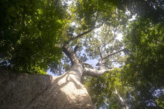 Forest bump- Fewer trees being felled