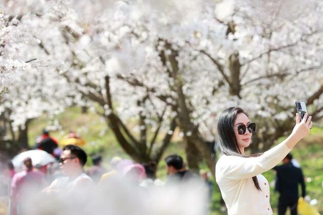 FlyOverChina | A Floral Journey of Gui'an's Epic Cherry Blossoms