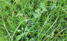 Herbal ley course launched to guide farmers with varieties, establishment and maintenance