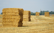 Straw prices set to rise as dry season squeezes supply and quality