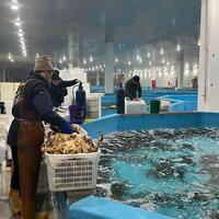 Swifter delivery of live king crabs realized in China with bonded transit trade