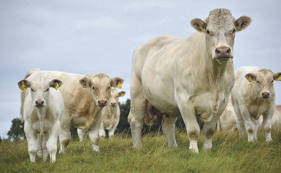 Hertfordshire cattle farm to trial world-leading bTB cattle vaccine and skin test