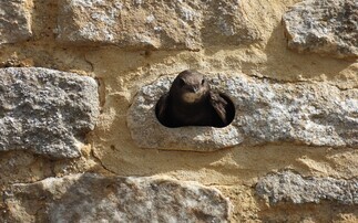 How 'swift bricks' can help reverse the loss of red-listed species