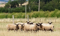 Shropshire sheep flock set for Royal Three Counties show 