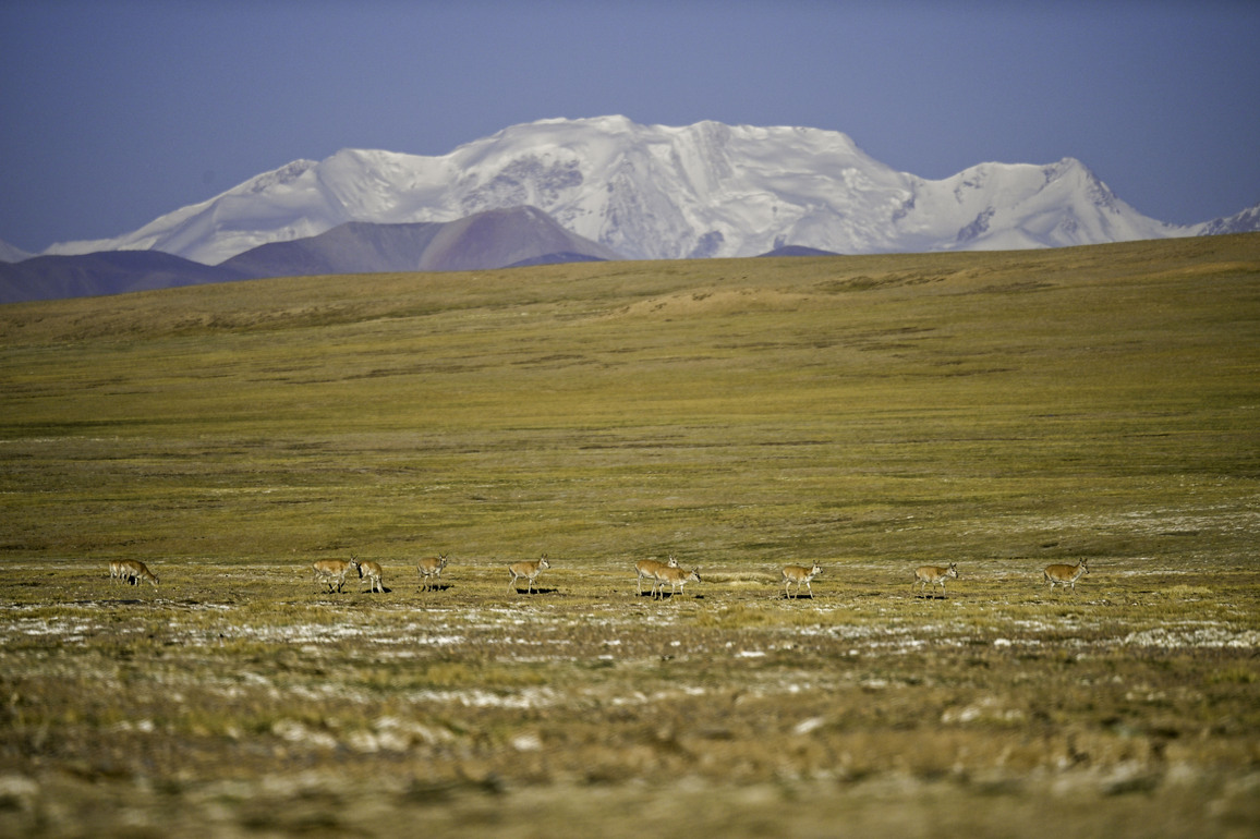 EcoChina|Birth-giving migratory journey of Tibetan antelopes in SW China's Xizang