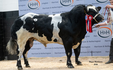 Busy day for pedigree beef breeds at Borderway