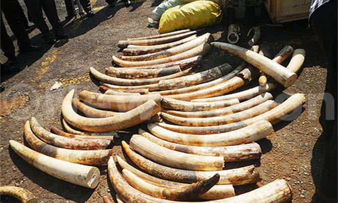 Suspected ivory smugglers deny case Suspected ivory smugglers deny case