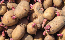 Top tips to maximise potato sprout suppression