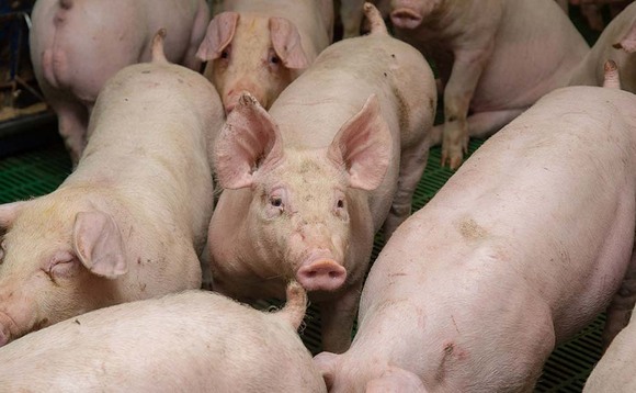 Unfair prices putting Scottish pig industry at risk