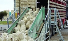 Livestock export suspension on Egypt lifted