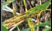  NSW DPI has released an updated and comprehensive guide to help combat blotch disease in barley crops. Photo courtesy NSW DPI.