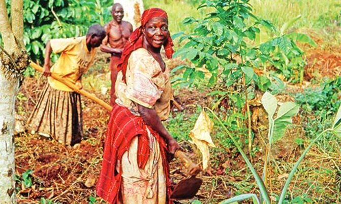 Small holder farmers are the solution to poverty — UN Small holder farmers are the solution to poverty — UN