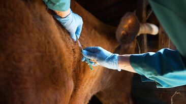 A research partnership has delivered a vaccine to protect Australian livestock from FMD. 
