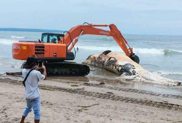 Thirty foot, 15,000 pound whale washes up on US Gulf coast