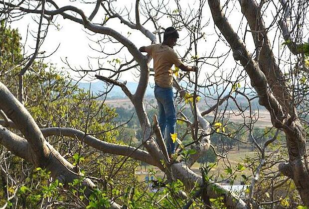 New York man spends 3 days up tree to avoid arrest