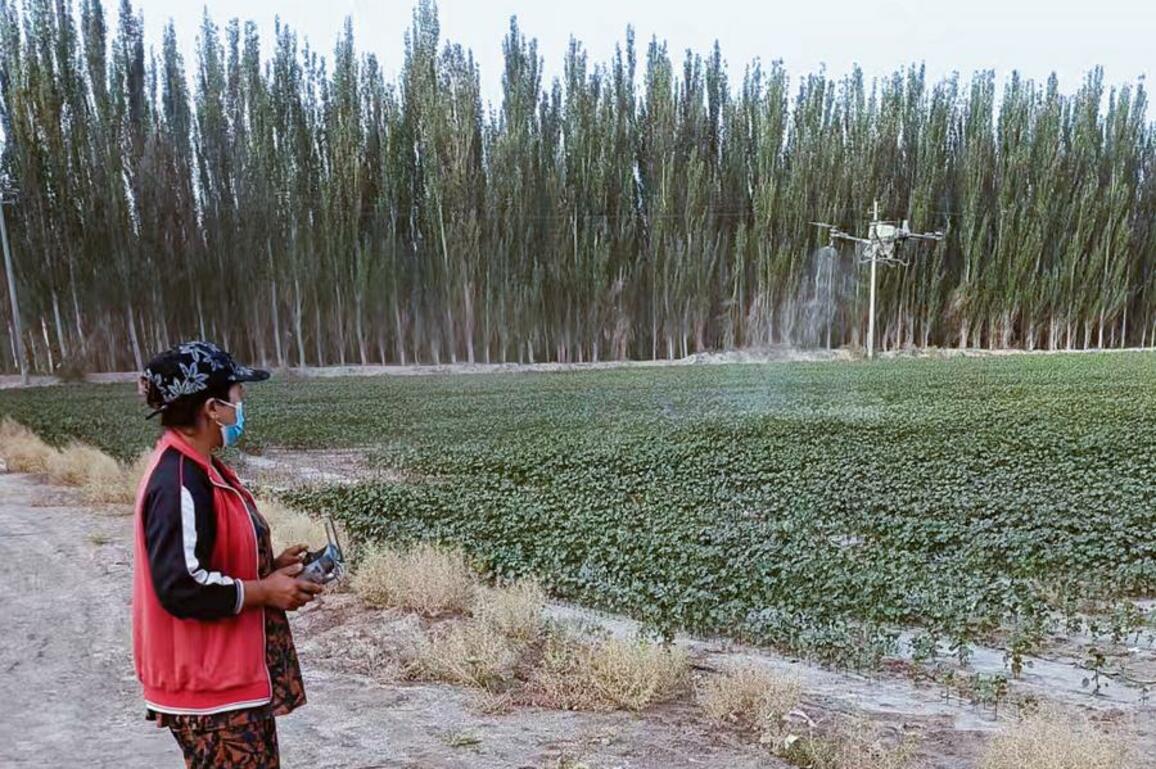 Drones take Xinjiang's cotton farming automation to new heights