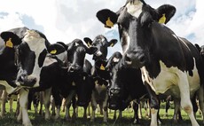 Tesco trials methane-reducing cow feed