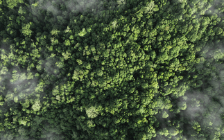 Study: Carbon markets overlook value of natural carbon sinks