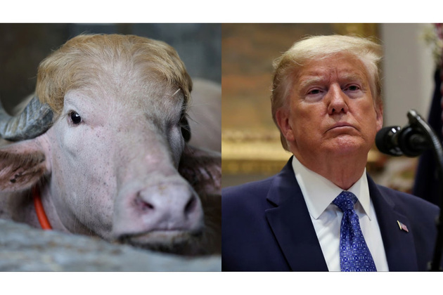 "Poor thing": Iran trolls Donald Trump with viral lookalike buffalo amidst geopolitical tensions