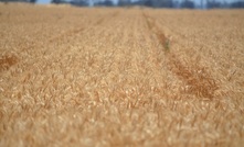  ABARES has estimated last season's winter crop at a record 61.9 million tonnes. Picture Mark Saunders.