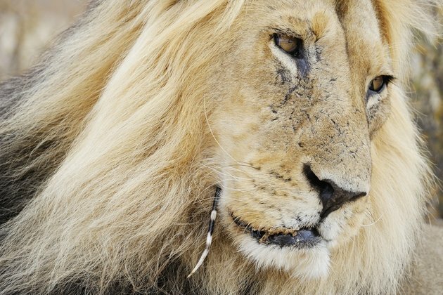 Lions sometimes suffer if they attack a porcupine. So why do they do it?
