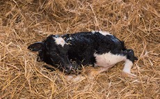 Survey flags colostrum as vital in rearing healthy calves