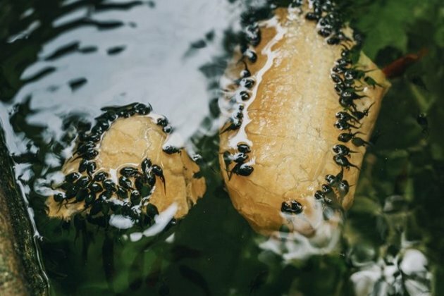 Research reveals tadpoles develop into frogs, experience remarkable amount of visual alterations