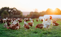 US-UK trade deal: 'Right choice' made as poultry excluded in Trump deal, BPC says