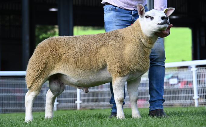 NSA Builth Ram Sale: Teilo Texels take the lead