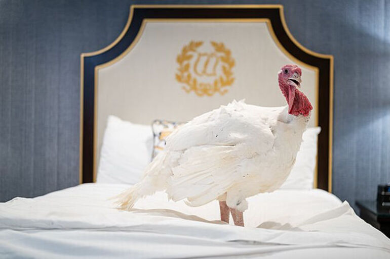 US families ‘adopt’ turkeys as ethical Thanksgiving alternative