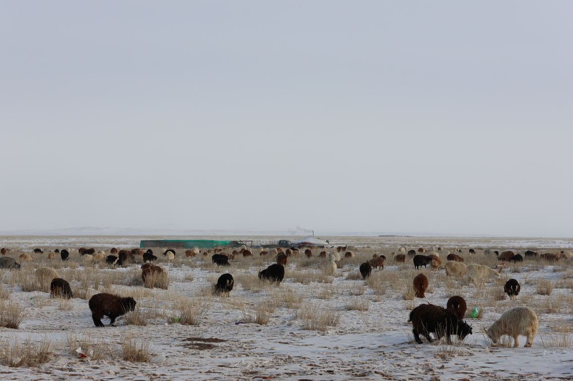 MONGOLIA-COLD WINTER-LIVESTOCK LOSS